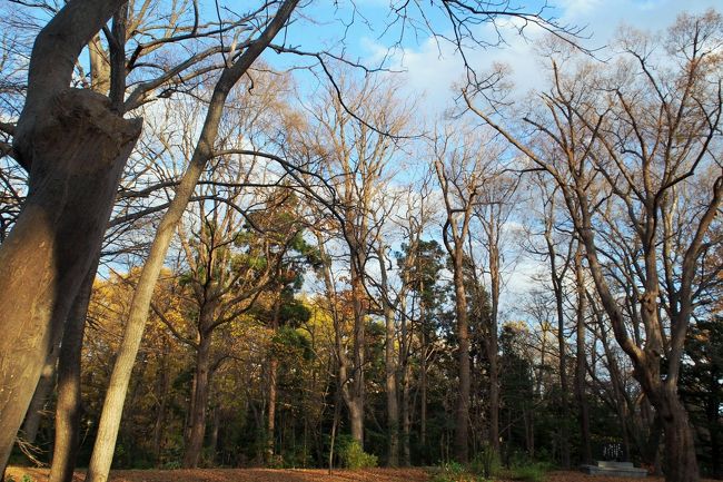 やっぱり北海道って一足早くに冬になるんですね。<br /><br />この辺りの木々はもう葉を落としています。