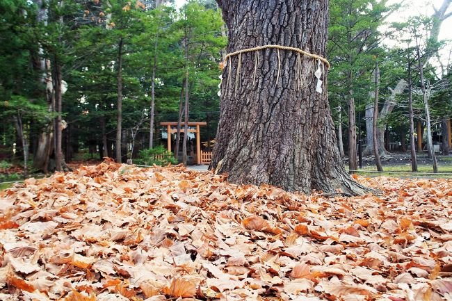 こちらはご神木ですね。<br /><br />そうそう、開拓神社で検索していると<br />パワースポットとの文字が出てきます。<br /><br />山の力ということでしょうか。