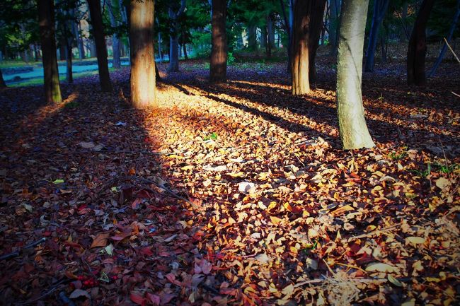 まだ午後３時半くらいなんだけれど、<br />もう日が傾いて影も長くなってきました。