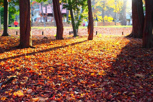 暖かな秋色のほっこりするなあ。<br /><br />でもこういう風景も一瞬なんでしょうね。