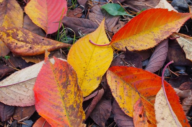 紅葉のピークには少し遅いのかもしれませんが、<br />十分楽しませていただきました。<br /><br />原生林広がる円山公園は札幌駅から３駅程度と近いので、<br />是非訪れていただきたいと思います。
