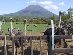 １０月１日（日）　ニセコ第２有島ダチョウ牧場