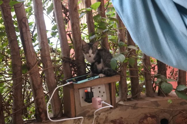 ねこちゃんかわいくてね。親猫に子猫３匹。<br />私の充電している携帯に興味津々のようです。