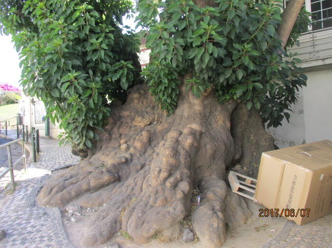 サンロケ教会のある辺りはリスボンの古い地区で、年代を重ねた巨木も見られる。