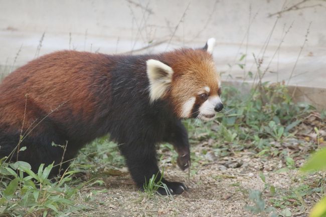 レッサーパンダの赤ちゃん求めて鯖江と神戸の動物園遠征とグルメの旅(5)王子動物園(午前編)キュートで短足なジャイアントパンダのタンタンちゃん&コアラ の子供の桜花ちゃん&カピバラの四つ子の赤ちゃん&カバの赤ちゃんの出目丸くん、会いたかった!』御影・灘 ... レッサーパンダの赤ちゃん求めて鯖江と神戸の動物園遠征とグルメの旅(5)王子動物園(午前編)キュートで短足なジャイアントパンダのタンタンちゃん&コアラ の子供の桜花ちゃん&カピバラの四つ子の赤ちゃん&カバの赤ちゃんの出目丸くん、会いたかった!』御影・灘 ...