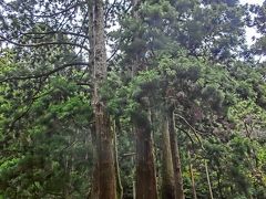 「かぶら杉」根元付近から6本の幹に分かれている杉の巨木で、樹齢約600年だそうです。