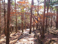 今年の紅葉はダメだと、意気消沈していたひとを見かけた。
若干色づきはあるものの、灰の影響じゃねぇ