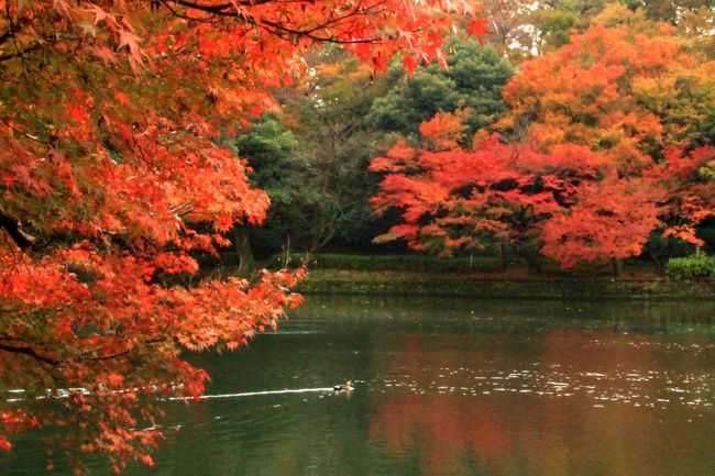 錦秋の北陸城めぐり 高岡古城公園 高岡 富山県 の旅行記 ブログ By 温泉大好きさん フォートラベル 錦秋の北陸城めぐり 高岡古城公園 高岡 富山県 の旅行記 ブログ By 温泉大好きさん フォートラベル