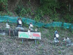 大井川鐵道本線　神尾駅の狸たち　13:39頃

また来るね！
今度は、綺麗なコバルトブルーが見たいな！