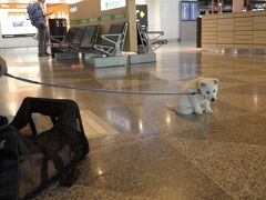 帰国の日。
空港の搭乗口前には可愛い小犬がスタンバイ。
小犬ってカゴに入れたら搭乗できることを初めて知る。
無駄吠え一切しないし、もちろんトイレの躾もしっかりされていた感じ。
日本でも飛行機乗れるのかなあ。見たことないけど。

機内では最初の食事が終わると窓のシャドウを降ろすように言われる。
いつも窓側を希望する私。
ふと目が覚めてシャドウをそっと上げてみると、真横にオリオン座、遠くに満月。
真横に見えるオリオン座？。
周りに遮るものがないから真横に見えたんでしょうね、という同僚の言葉の意味は未だによく理解できないけど、今まで見た中で一番格好いいオリオン座。
太陽が昇り、見えなくなるまで飽きることなく見続けて、日本到着。

ヘルシンキのイメージは満月とオリオン座に決定です。