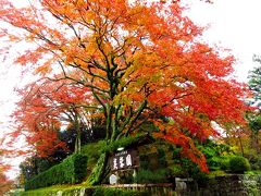 日吉大社の手前には高級料亭の芙蓉園があります。入口の大きな紅葉がきれいでした。