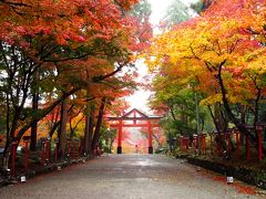 比叡山坂本駅から20分ほどで日吉大社に着きました。参道は美しい紅葉が続き、ポスターにも使われる絶好の撮影スポットとなっています。