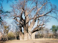 目の前に現れるのは樹齢1500年ともいわれるアフリカらしいバオバブの巨木。バオバブというとマダガスカルのイメージ強いが、南部アフリカでは思いのほか一般的。夏だったら青々とした葉をたたえた姿を見ることができたのだろうけど、冬の枯れたバオバブの木もなかなかいい