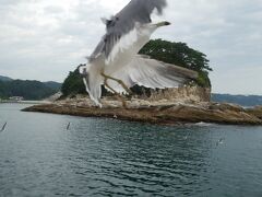 遊覧船についてくる海鳥たち。遊覧船観光の名物になっているようです。餌も売っていました。