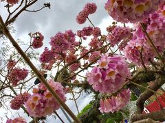 【クリチバのお花】

これは.....何の花....ぞ？

......桜の様な......