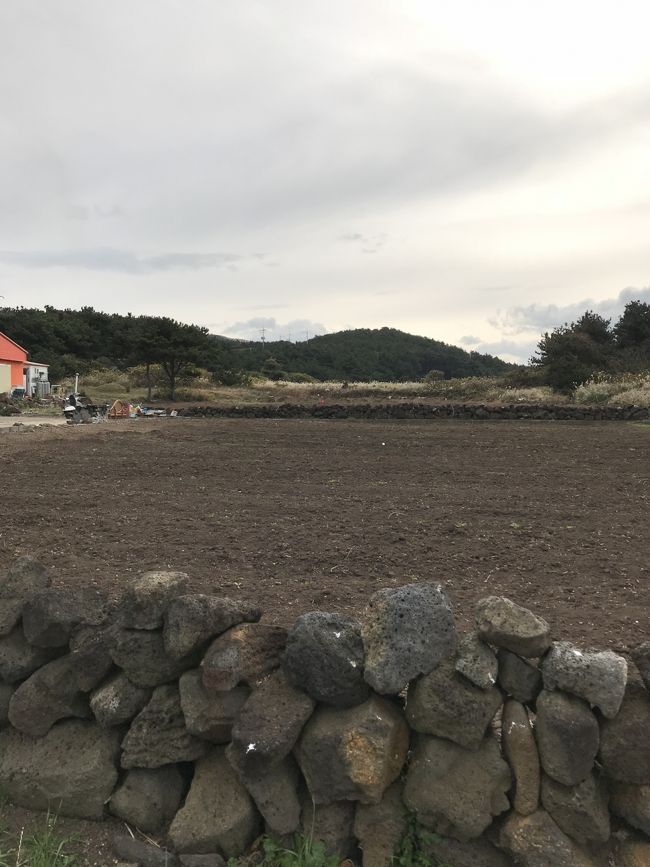 チェジュの畑の多くが石垣で囲まれていました