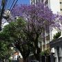 クリチバへ）サンパウロから約1時間のフライト、比較的 気候も治安も落ち着いて住み易いといわれている街：クリチバの旧市街地散策（クリチバ／パラナー州／ブラジル）#4