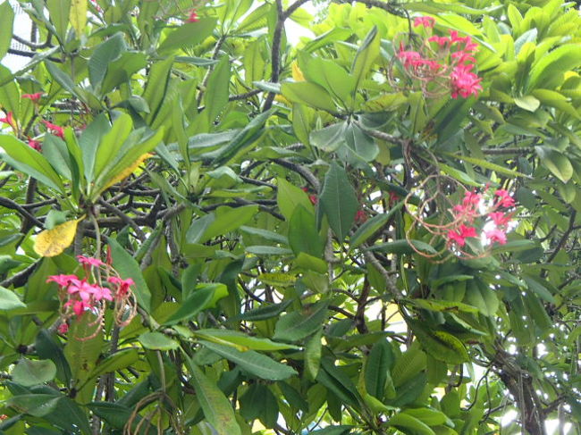 翌朝。いい天気！１１月は雨季とのことですが、私たちは幸い傘の出番なしでした！ただ、太陽が出ると３４℃とか、暑いので、水分補給は必須です。