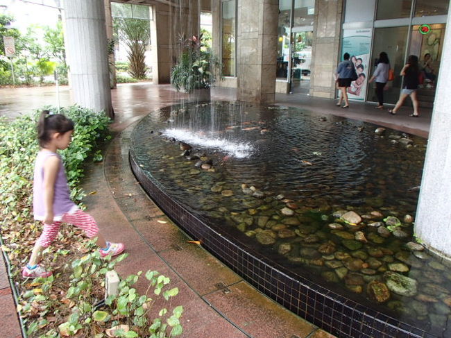 鯉がいました☆