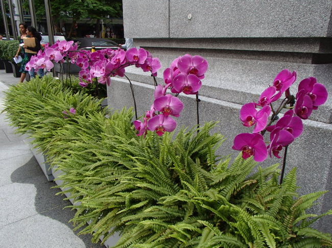 胡蝶蘭もすてき☆<br /><br />きれいな国ですね～シンガポール、気に入りました。