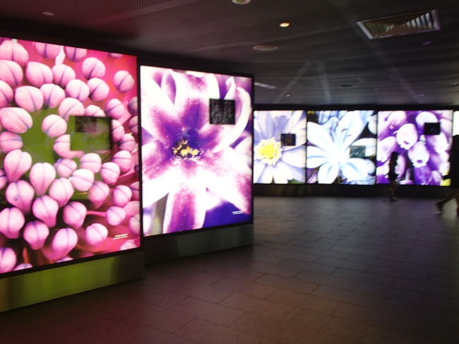 フラワードームまでは３ドルのシャトルバスで向かいました。帰りも乗れますが、私たちは結局使わず、歩いて光のショーなどを楽しみながら帰りました。