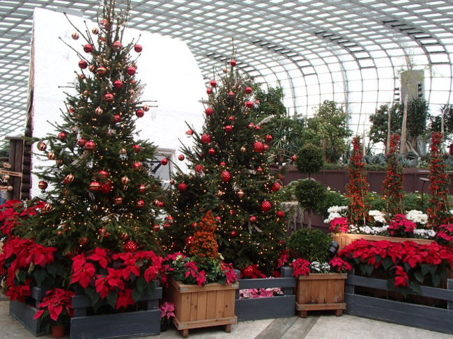 フラワードーム内はクリスマス一色です！！！<br /><br />とってもきれい♪