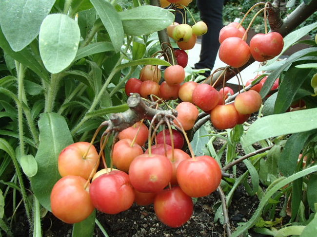 りんご。<br />さくらんぼにしかみえませんでした。