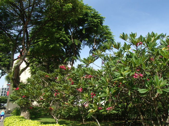 翌朝。荷物を詰めて、チャックアウトしました。今夜の便で帰国です。スーツケースはホテルに預けて、街歩き開始！！今日も暑いです。