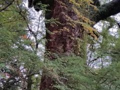 隣の仁比山神社の大楠。