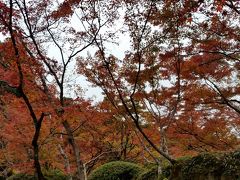 　全然待たずに入れました。
　九年庵は春と秋に、毎年９日ずつ公開されます。去年も行きましたが、紅葉の具合が今一つでした。今年は去年に比べると、赤さがあり、良い具合。