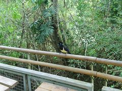 滝の上の遊歩道には鳥の姿もたくさん見かけることができます。