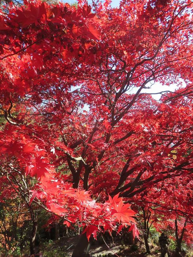 やっぱり最高だった日本の紅葉 その2 ー神奈川県の紅葉名所 大山 丹沢 大山 神奈川県 の旅行記 ブログ By Miharashiさん フォートラベル やっぱり最高だった日本の紅葉 その2 ー神奈川県の紅葉名所 大山 丹沢 大山 神奈川県 の旅行記 ブログ By Miharashiさん フォートラベル
