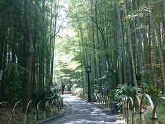今回、一番訪れたかった《竹林の小径》です。木漏れ日の降りかかる風景、見るからに涼しげで美しい。