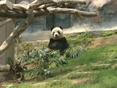 パンダ

クマに似た食肉目の珍獣。体毛が白と黒ではっきり染めわけられている。
中国四川省・甘粛省などの高山地帯にすみ、笹・竹の葉が主食（こぴぺ）

ここ石排湾郊野公園の大熊猫館（パンダ館）には２頭のパンダがクーラーの効いた大きなドームの中で 飼育されています。

多分世界で一番パンダが見やすい施設だと思いますよ。

なぜかと言うとこの日のお客さんは私達夫婦のほかに一組だけｗ

ガラガラで見物しやすいんですがパンダさんなかなか近くに来てくれないので写真は望遠機能をフル活用して撮って下さい。
