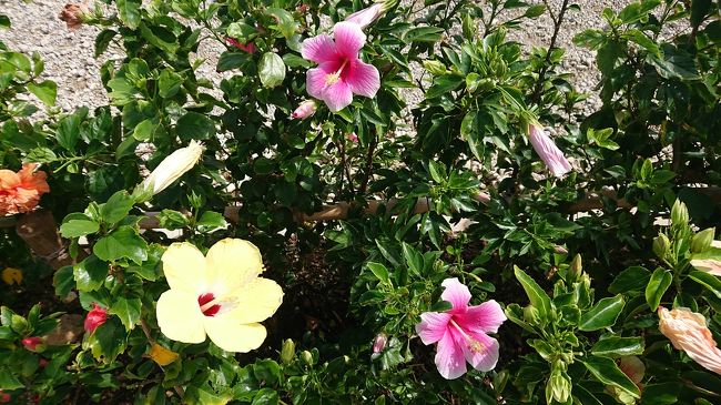 続いて、玉取崎展望台へ!<br />駐車場のハイビスカスが可愛い♪と思いパシャリ!<br />展望台までの道はハイビスカスがたくさん咲き誇ってて、さすが南国♪