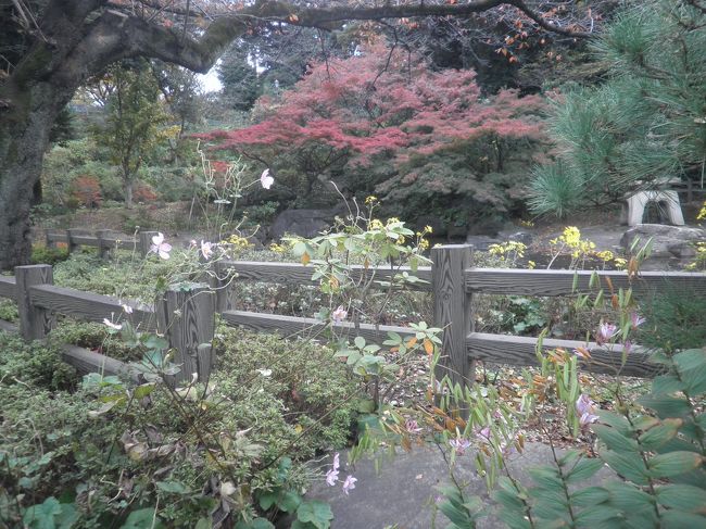 紅葉はこれからですね。