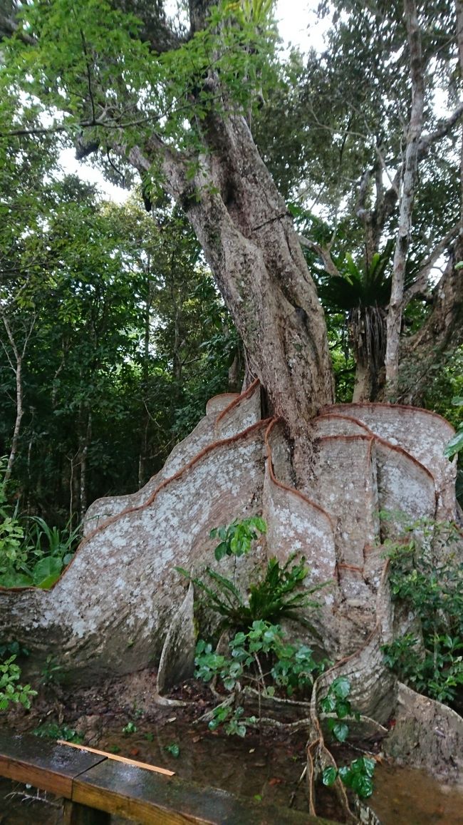 はい、一気に写真が飛びまして…<br />11/4(土)となりました。<br />お天気は昨日のてるてる坊主の効果なく、曇りと雨…風強し(T_T)<br /><br />今日は西表島、由布島、竹富島の１日観光。<br />石垣島ドリーム観光で申し込み。<br />まずは、西表島の仲間川クルーズ。
