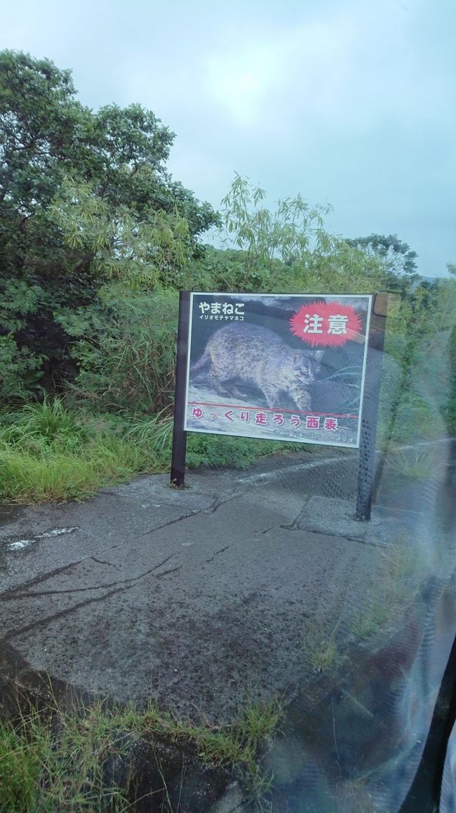 バスの運転手さんの案内をききながら、由布島の水牛車乗り場へ。