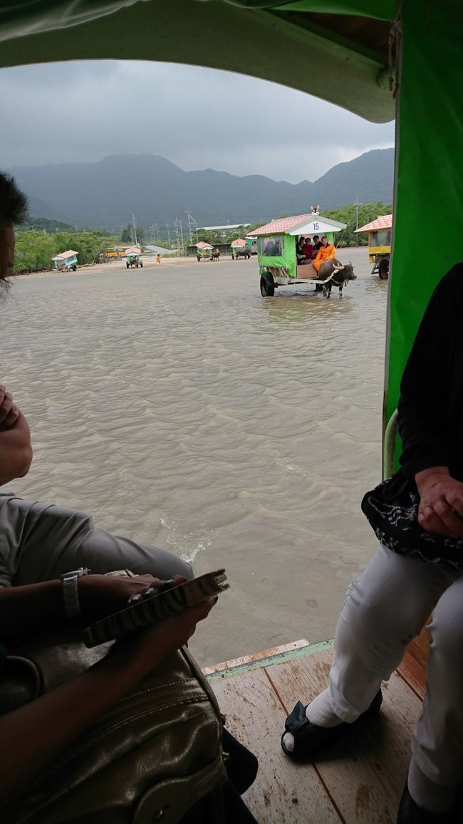 お兄さんが三線に合わせて、海の声を聞かせてくれました。<br />水牛はひばりちゃん。凄いね～!!賢い♪