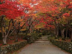 8：00　湖東三山　西明寺（さいみょうじ）

前回、湖東三山の紅葉めぐりをした時に雨で諦めた西明寺さんへ。
本堂と三重塔は国宝。



大人　600円
駐車場　無料