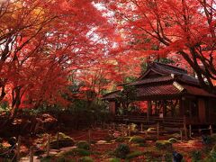 9：30　石の寺　教林坊（きょうりんぼう）

2000坪の境内に300本の紅葉が散り見頃。


大人　500円
駐車場　無料
※三脚は持ち込み禁止