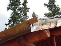 アグネス湖のティー・ハウスで昼食休憩。

写真はティー・ハウス屋根にいた鳥です。