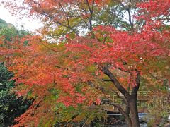 (ノ´▽｀)ノオオオオッ♪熱海梅園ではじめてみた紅葉。
