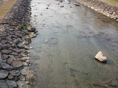 清流の宮川には、鯉(だと思う)が泳いでます。