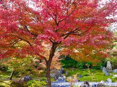 お昼のあとは、桂川沿いを歩いて宝厳院へ。

紅葉が赤々としていてとてもキレイでした！