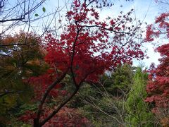 徒歩で鎌倉宮まで歩きました。このあたりは結構紅葉してました。