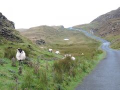 途中車を停めて、Slieve Leagueにやってきました。
羊除けの策を抜けて、朝食前の散歩にいきます。
人と会うより羊に会う方が多いです。
