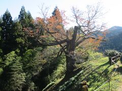 光厳寺のヤマザクラ

東京都最大といわれ、都の天然記念物にも指定されている。
樹齢400年を誇る、4月上旬～下旬が見頃。