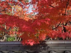 2話の禅林寺から移動です。
とても紅葉の多いお寺でした。