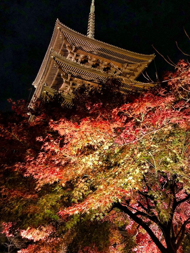 2017古都の紅葉～真言宗東寺派大本山教王護国寺（東寺）〝紅葉ライトアップと金堂・講堂夜間特別拝観〟を訪ねて～【速報版】